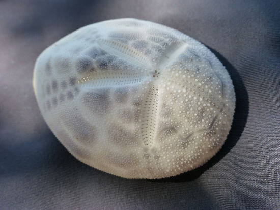  Brissus unicolor (Grooved Burrowing Urchin)